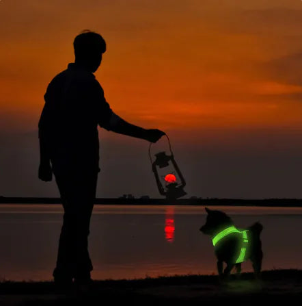 LED Dog Harness